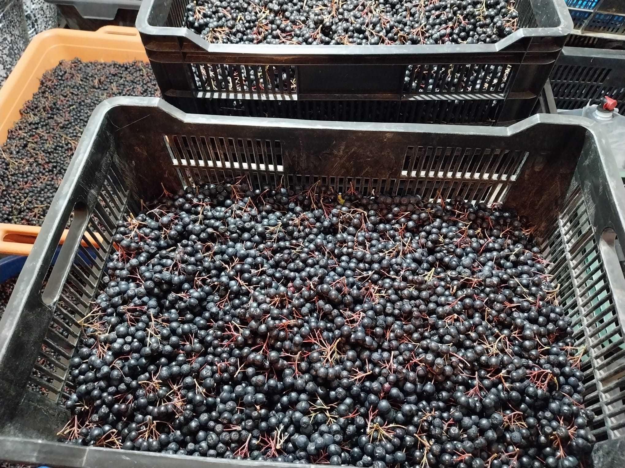 Aronia tufe pe rod