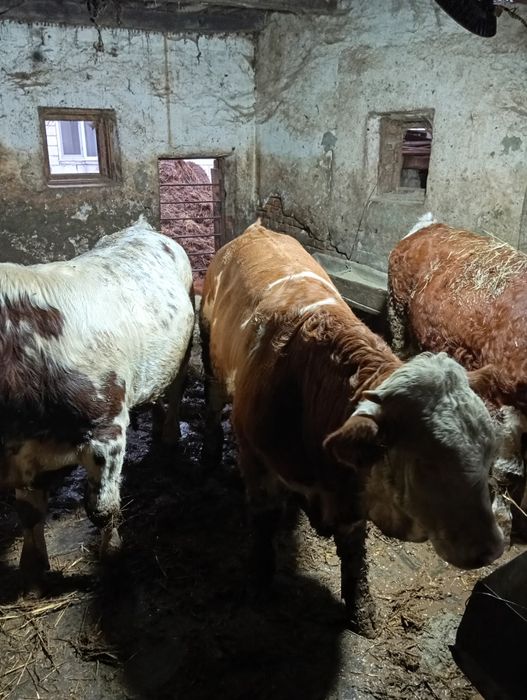 Vând 6 viței de 280_300 kg