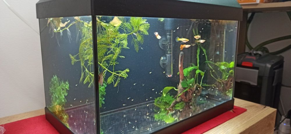 Acvariu Diversa 25 l