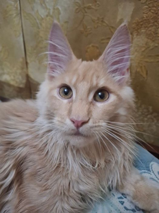 Мейн Кун, красавец мальчик