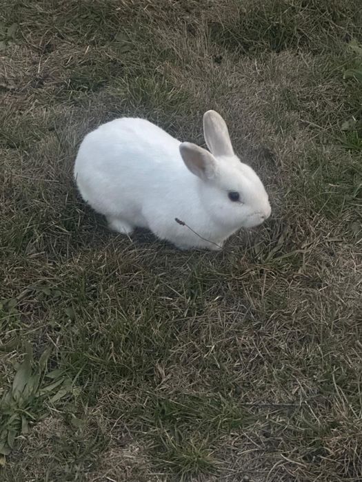 Продам заяц 3 месяца