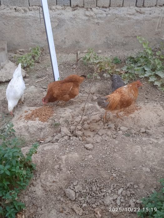 Товуқ ,хўроз,жўжалар