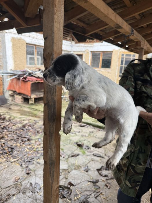 Английски сетери бебета