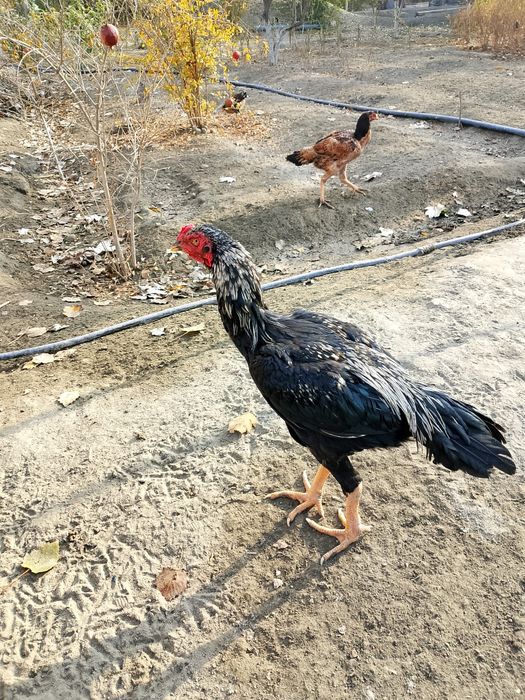 Dakan xorozcha sotiladi xali joja qichqirmagan