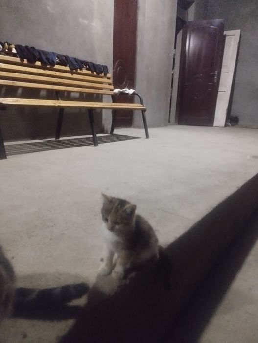 Мушук текинга 2 ойлик