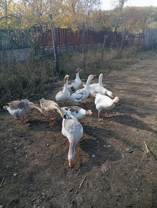 Vând curci și gâște