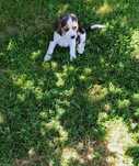 Puiuț beagle tricolor
