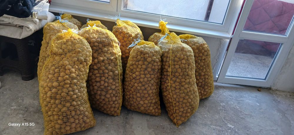 Орехи пресни от тази година
