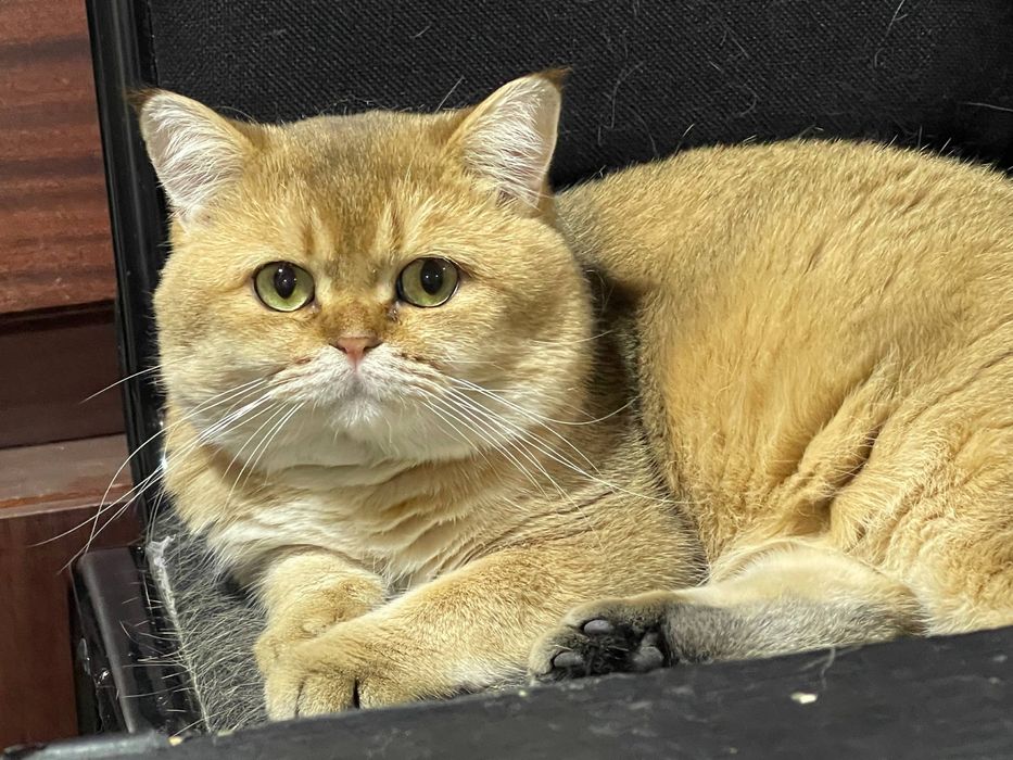 Сезонные скидки! Золотая шиншила на вязку!