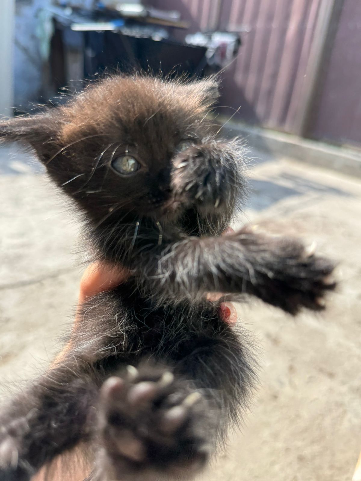 Котятя от британки 1,5 месяца