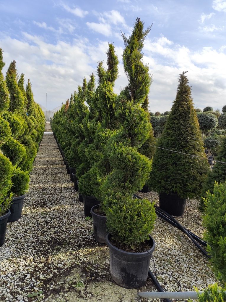 Plante ornamentale aclimatizate