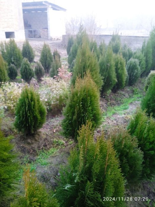 Арчалар 7 хил турдаги сорт ва хар хил фигурали куринишда.