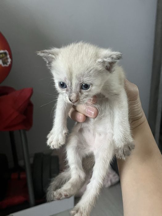Котенок девочка.