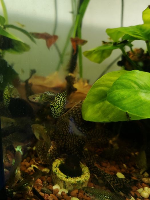 Guppy mixt 5 lei