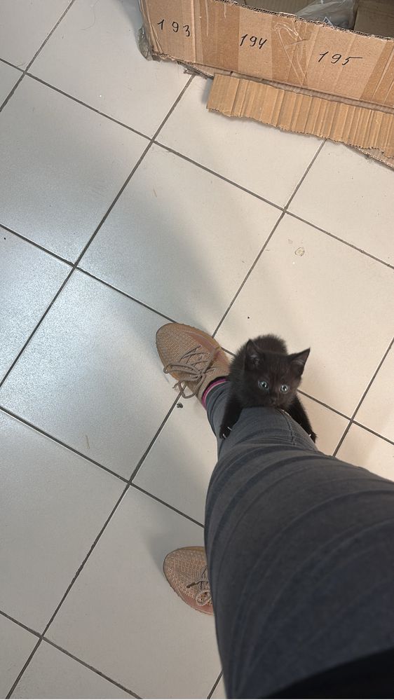 Котенок девочка