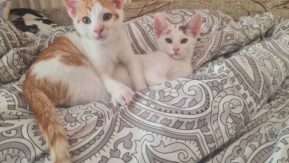 Donez pui pisici de 3 luni