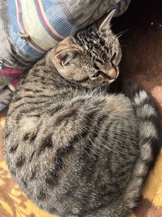 отдам котёнка в добрые руки