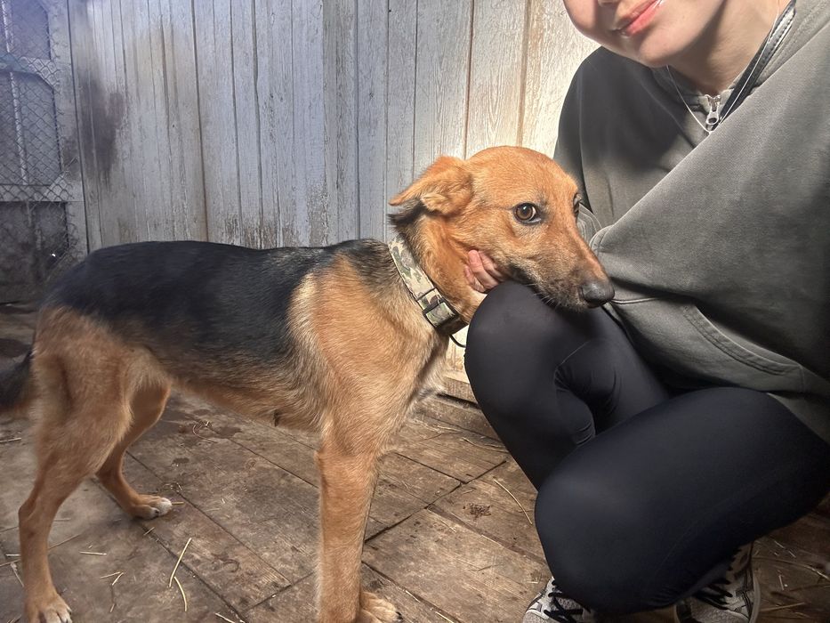 Собачка в поске любящего дома