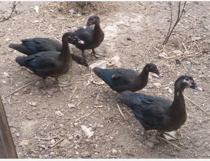 Продам уток Шипунов(индоутки)