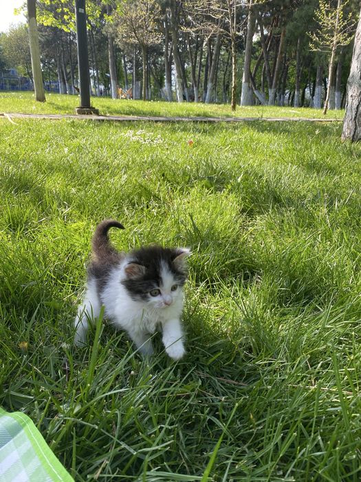 Ofer spre adoptie o pisicuta
