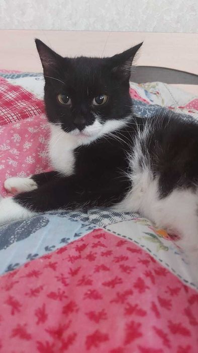 Кошка ищет дом..