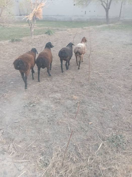 Qòylar sotiladi qqqq