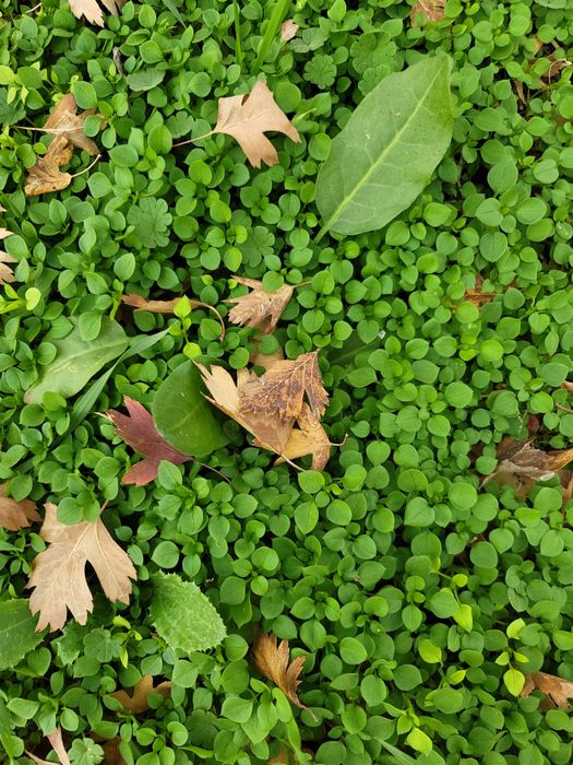 Samsung galaxy note 20 ultra 5g