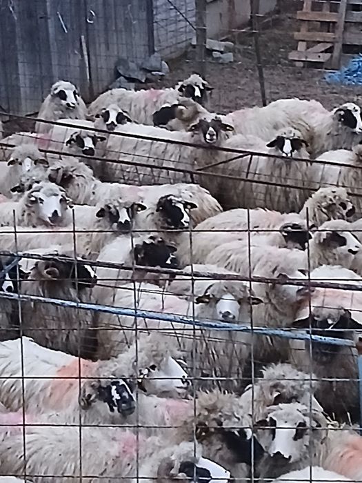 Vind 50 oii pe ales cu mieii