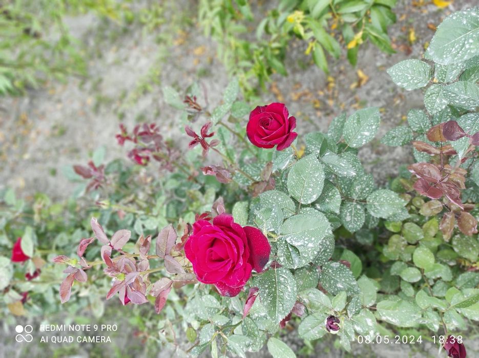 Атиргул кучатлари