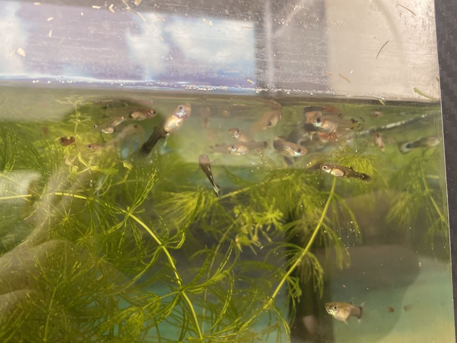 Гуппи мальки 2 месячные за 150 тг