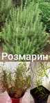 Розмарин -греческая приправа