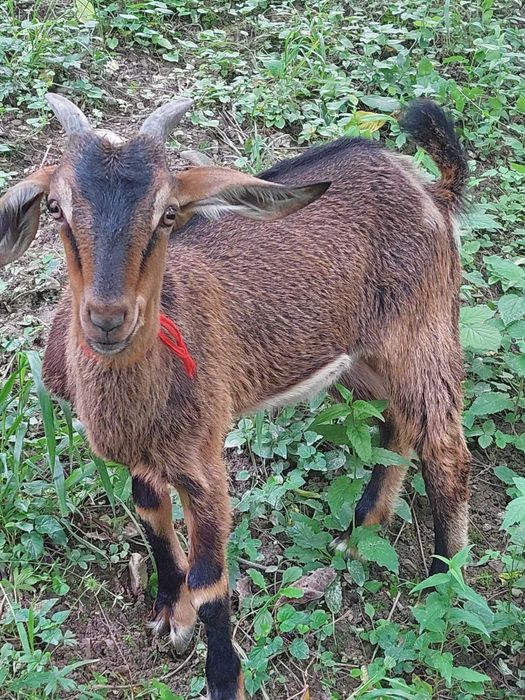 Se vând două iedițe de rasă