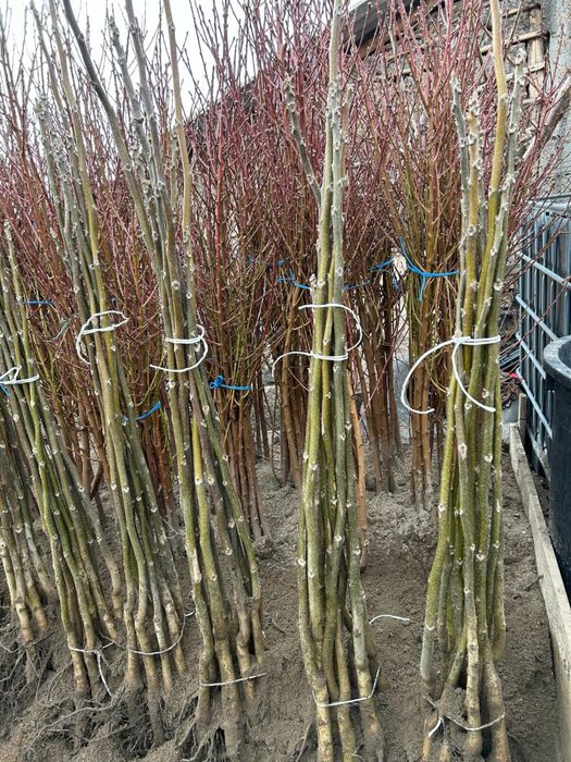 Pomi Fructiferi Certificați