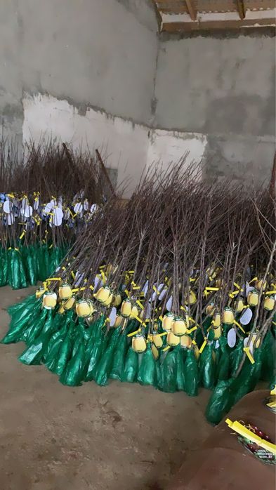 Pomi fructiferi altoiti , produs in jud.Bistrita-Nasaud