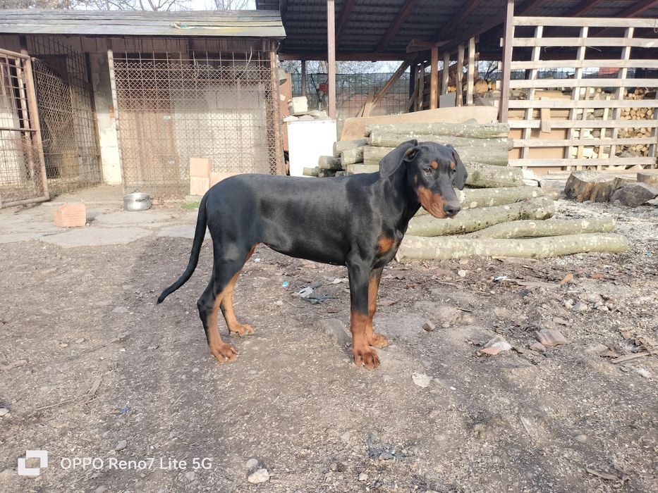 Femela doberman negru cu pete de foc