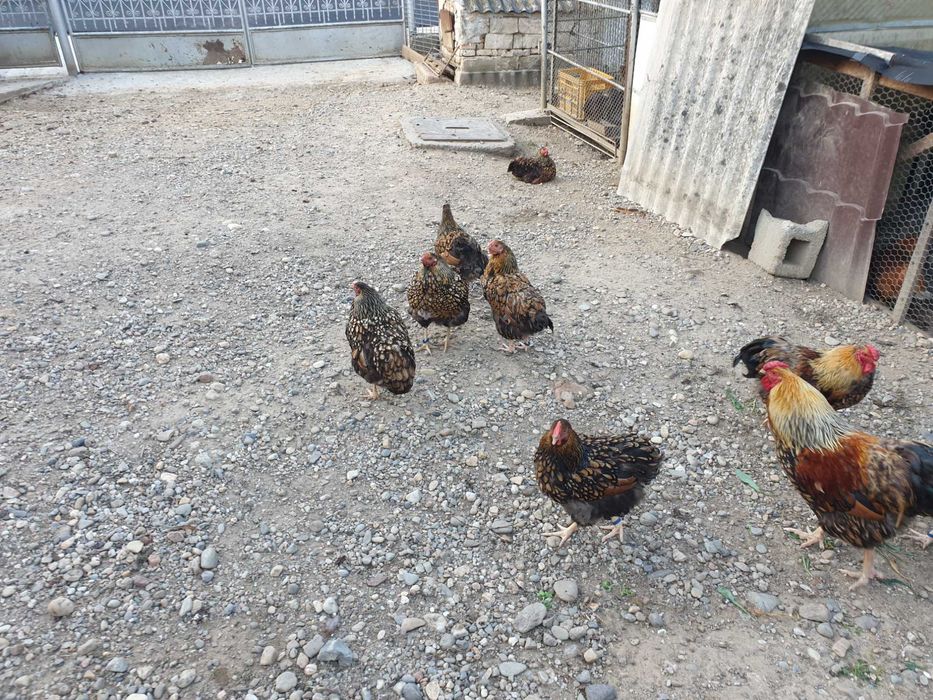 Găini wyandotte gsg