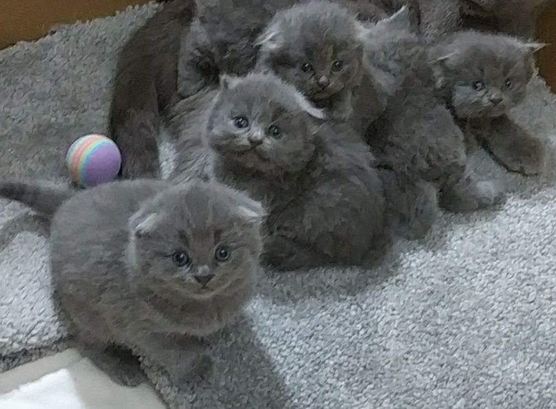 Чистокровные Шотландские Вислоухие котята Фолд