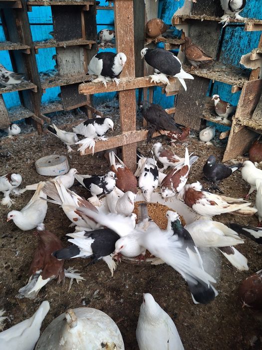 Vand porumbei incaltati