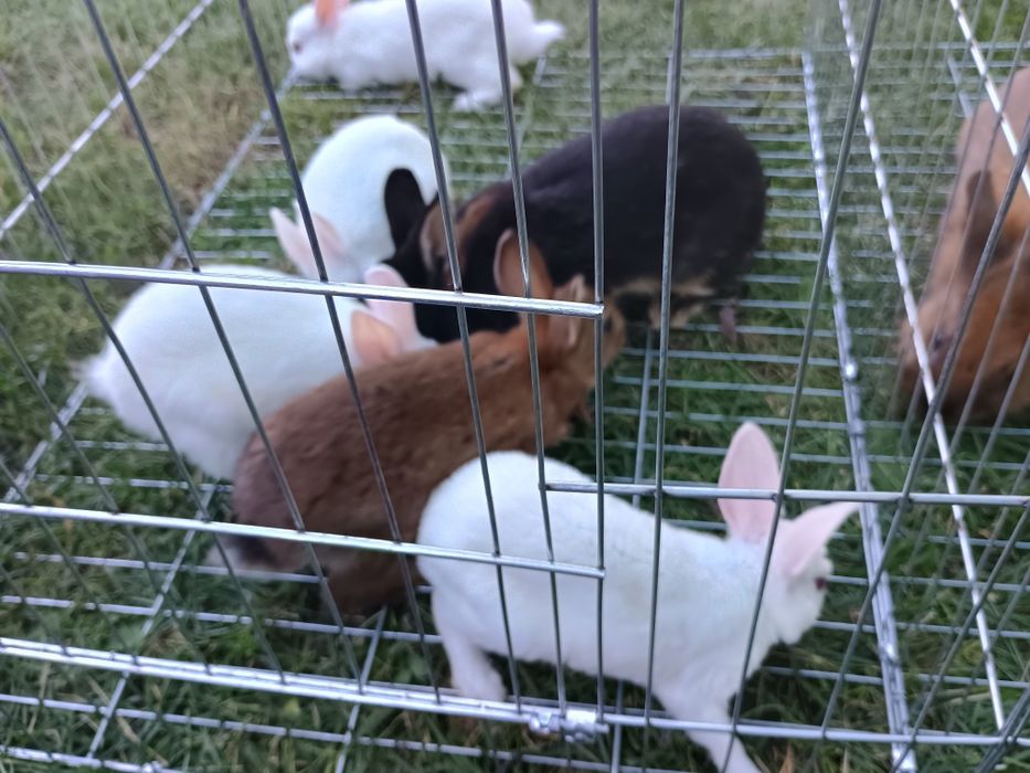 Iepuri pitici iepuri de companie pitic olandez