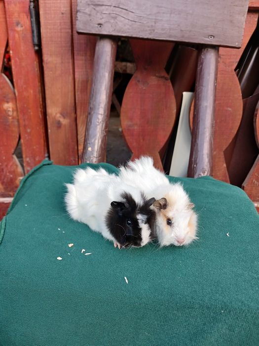 Pui de porcușori de Guineea