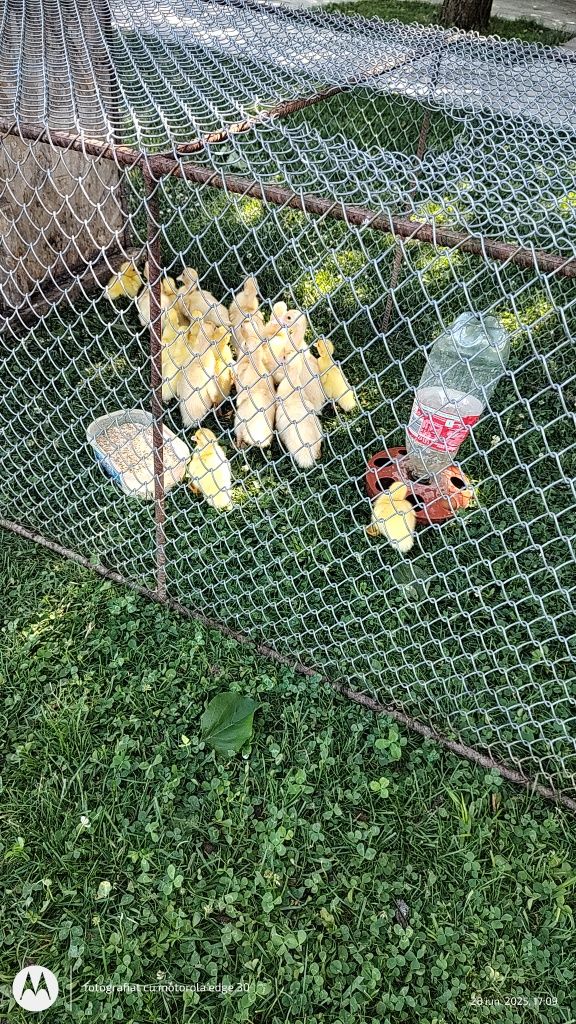 Boboci rață mută