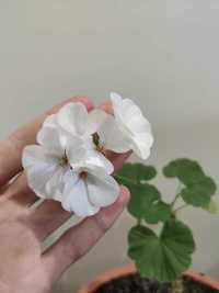 Герань белая комнатное растение