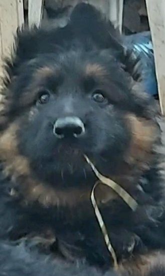 Свободни бебета чакат своите любящи стопани на 2,5м