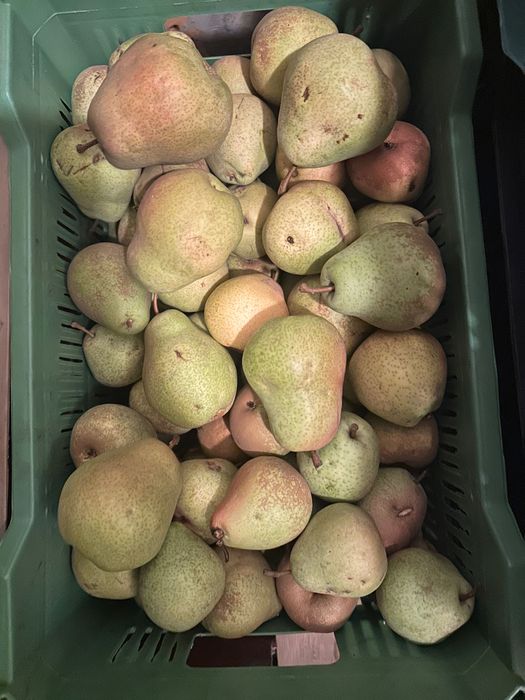 Груша Лесная Красавица