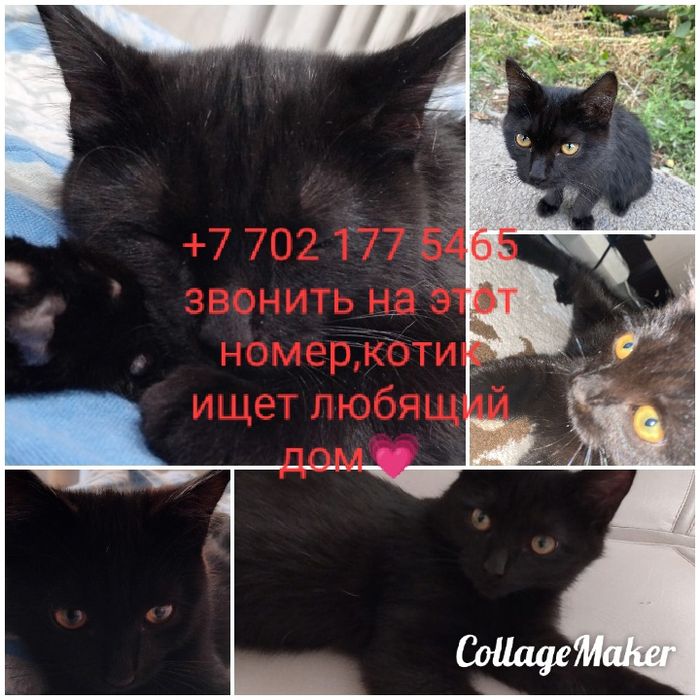 Котенок ищет любящий дом