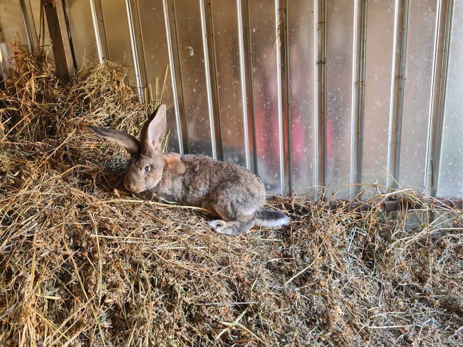 Mascul Urias German Gri