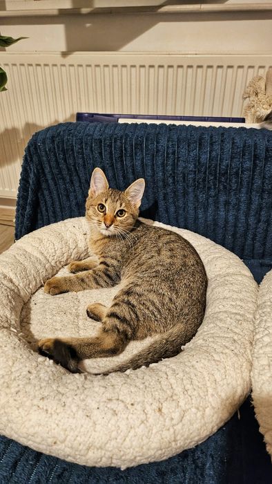 Adoptie pui pisica motanei