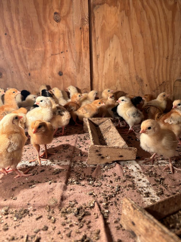 Цыплята инкубационные  Кучинской породы