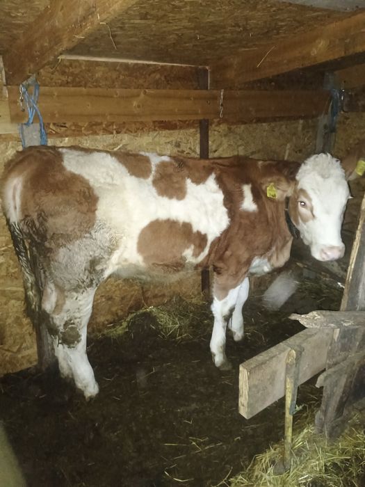 Vând junica bălțată Românească