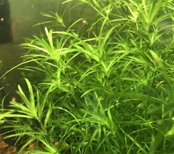 Продаю аквариумное растение Наяс